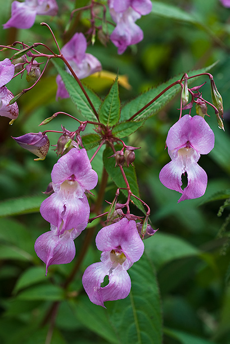 Balsam_Indian_LP0015_20_Pyrford_Lock