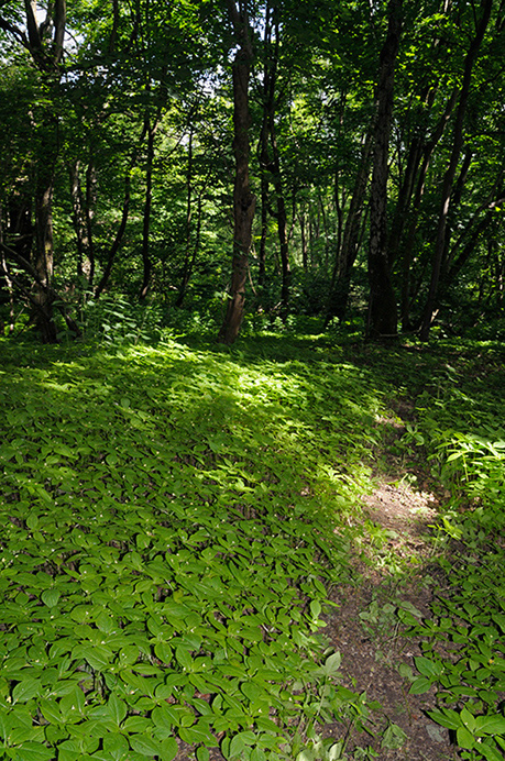 Balsam_Small_LP0362_23_Runnymede