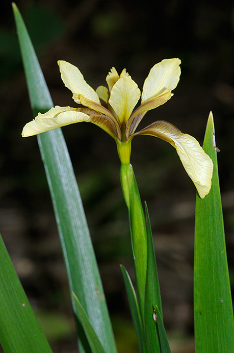 Iris_Stinking_LP0362_69_Runnymede