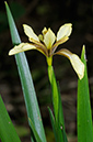 Iris_Stinking_LP0362_69_Runnymede