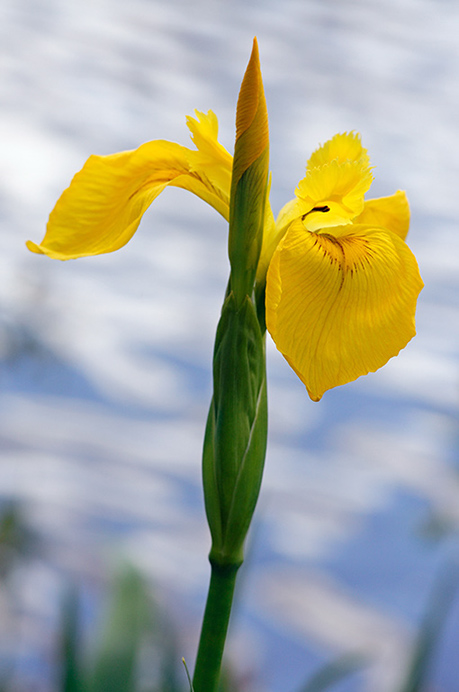 Iris_Yellow_LP0311_14_Hampton_Court