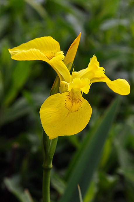 Iris_Yellow_LP0311_09_Hampton_Court