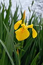 Iris_Yellow_LP0360_15_Hampton_Court