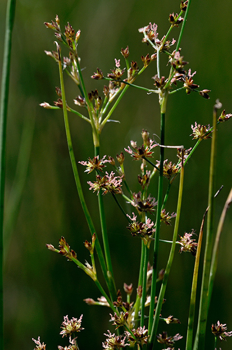 Rush_Sharp-flowered_LP0253_12_Leith_Hill