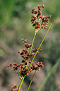 Rush_Sharp-flowered_LP0325_44_Witley_Common