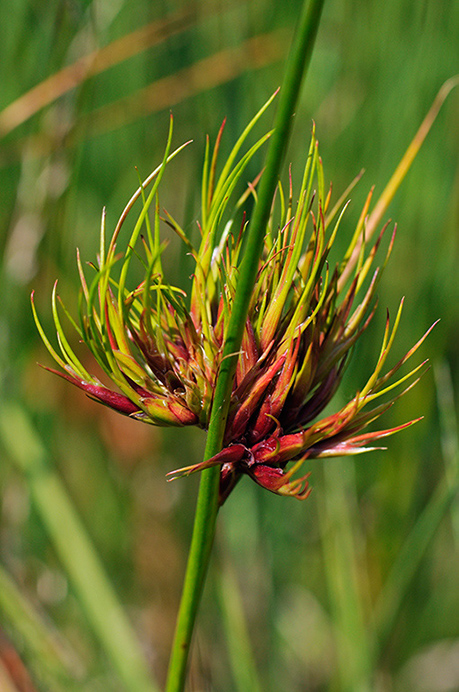 Rush_gall_LP0325_34_Witley_Common