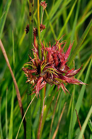 Rush_gall_LP0289_08_Thursley