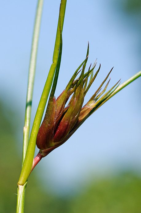 Rush_gall_LP0325_25_Witley_Common