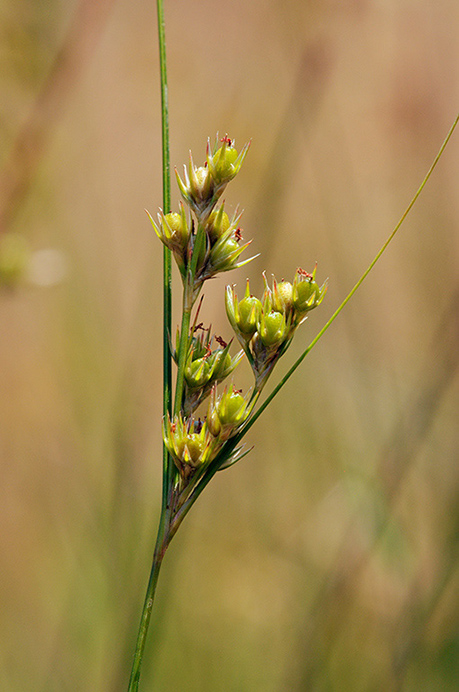 Rush_Slender_LP0325_02_Witley_Common