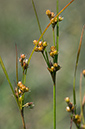 Rush_Slender_LP0216_33_Thursley