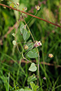 Fluellen_Sharp-leaved_LP0385_33_Langley_Bottom