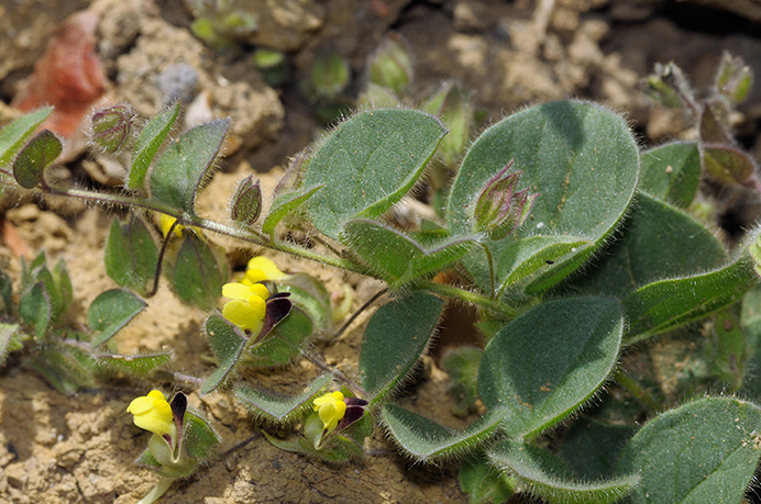 Fluellen_Round-leaved_LP0381_44_Haxted