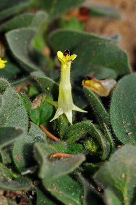 Fluellen_Round-leaved_LP0381_46_Haxted