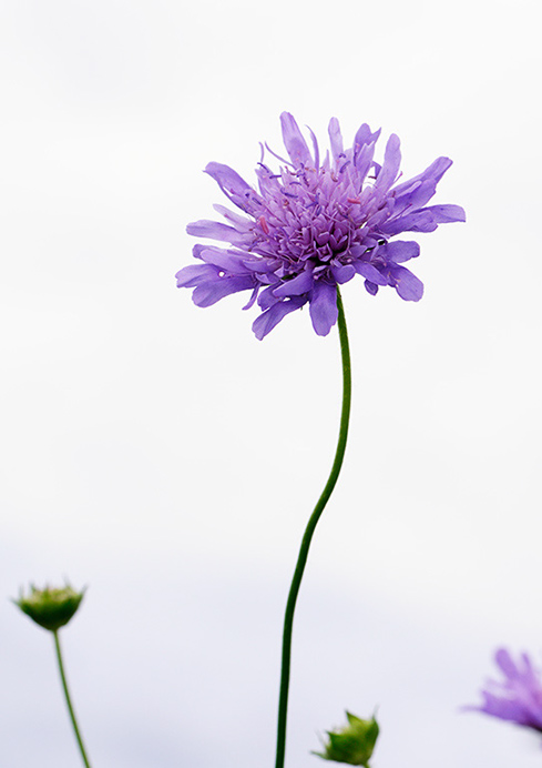 Scabious_Field_LP0378_48_Dorking