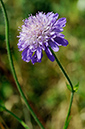 Scabious_Field_LP0323_104_Ranscombe_Farm