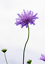 Scabious_Field_LP0378_48_Dorking