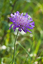 Scabious_Field_LP0028_01_Howell_Hill