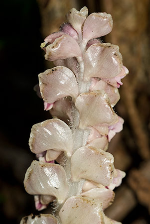 Toothwort_LP0109_11_Headley