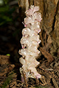 Toothwort_LP0109_09_Headley