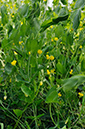 Vetchling_Yellow_LP0247_03_Tolworth