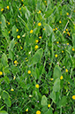 Vetchling_Yellow_LP0247_15_Tolworth