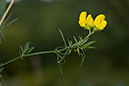 Vetchling_Meadow_LP0181_14_Banstead