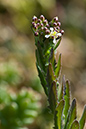 Pepperwort_Smiths_LP0122_38_Milford