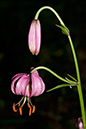 Lily_Martagon_LP0146_09_Mickleham