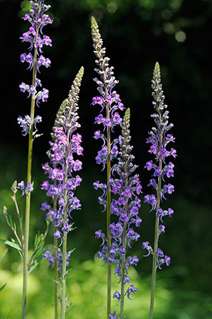 Toadflax_Purple_LP0315_04_South_Croydon