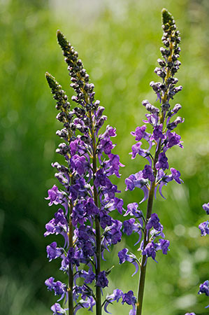 Toadflax_Purple_LP0315_32_South_Croydon