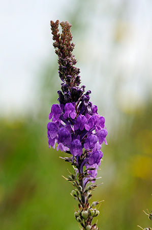 Toadflax_Purple_LP0323_03_Ranscombe_Farm