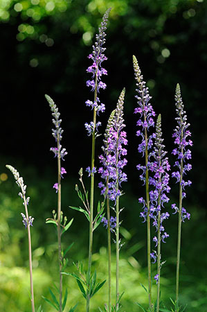 Toadflax_Purple_LP0315_01_South_Croydon