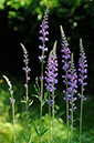 Toadflax_Purple_LP0315_01_South_Croydon