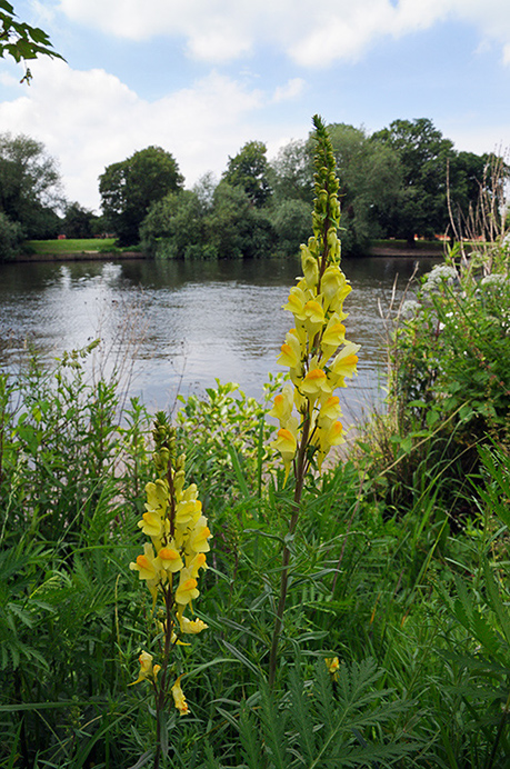 Toadflax_Common_LP0317_023_Hampton_Court