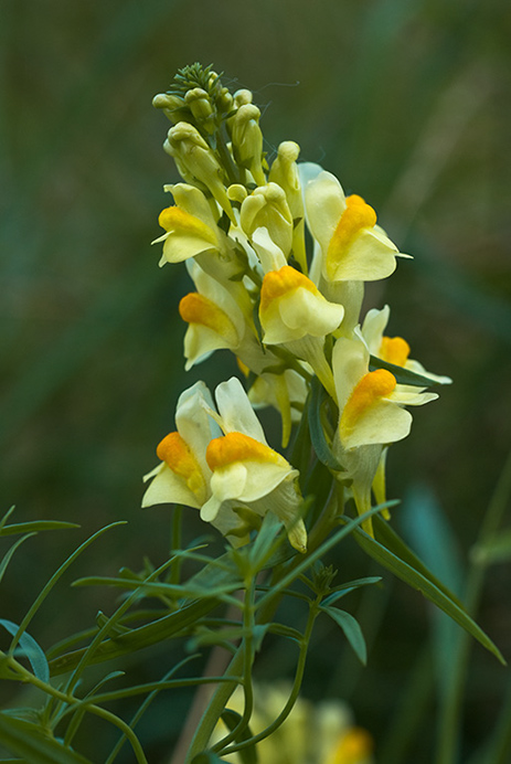 Toadflax_Common_LP0020_18_Riddlesdown