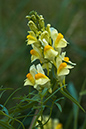 Toadflax_Common_LP0020_18_Riddlesdown