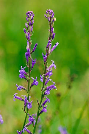 Lobelia_Heath_LP0212_07_Andrews_Wood