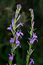 Lobelia_Heath_LP0062_06_Andrews_Wood