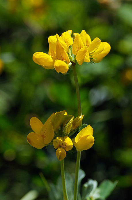 Birds-foot-trefoil_Common_LP0326_64_Hampton_Court