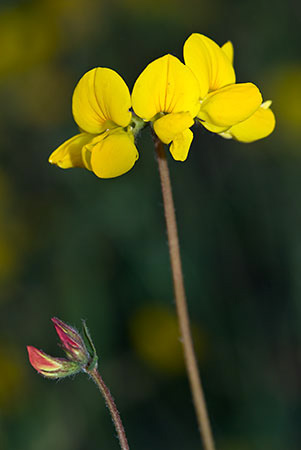 Birds-foot-trefoil_Common_LP0140_04_Riddlesdown