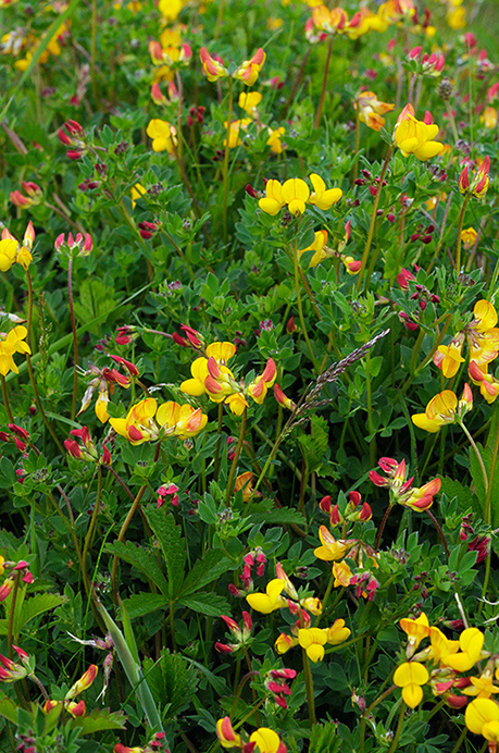 Birds-foot-trefoil_Common_LP0364_61_Seale