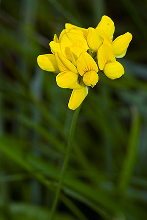 Birds-foot-trefoil_Common_LP0062_39_Andrews_Wood