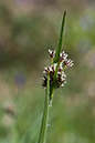 Wood-rush_Field_LP0117_18_Harewoods