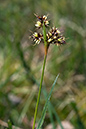 Wood-rush_Field_LP0118_14_Hale_Common