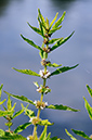 Gypsywort_LP0329_103_Hampton_Court