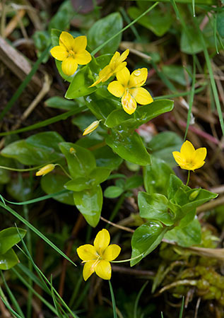 Pimpernel_Yellow_LP0129_23_Frillinghurst