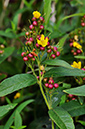 Loosestrife_Yellow_LP0254_93_Byfleet