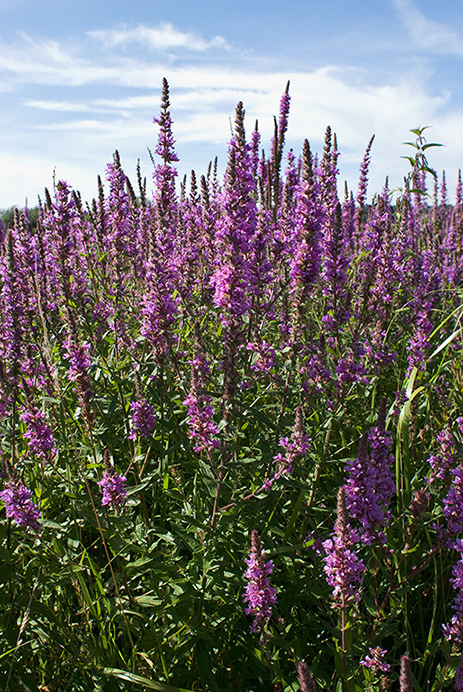 Loosestrife_Purple_LP0016_05_Shalford