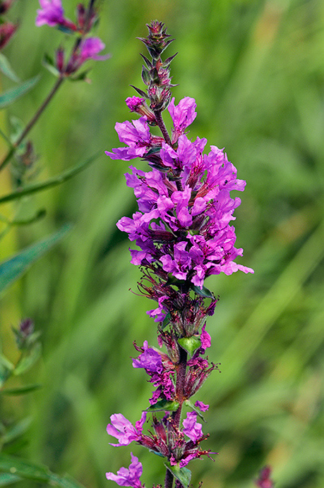 Loosestrife_Purple_LP0387_45_Guildford