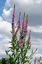 Loosestrife_Purple_LP0322_01_Hampton_Court